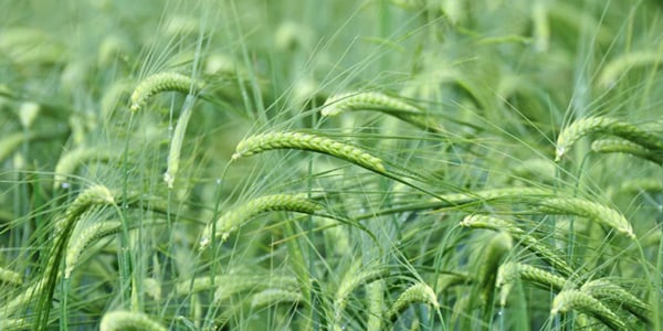 Ministarstvo poljoprivrede SAD (USDA) predviđa porast srpskog izvoza ječma na 160.000 tona