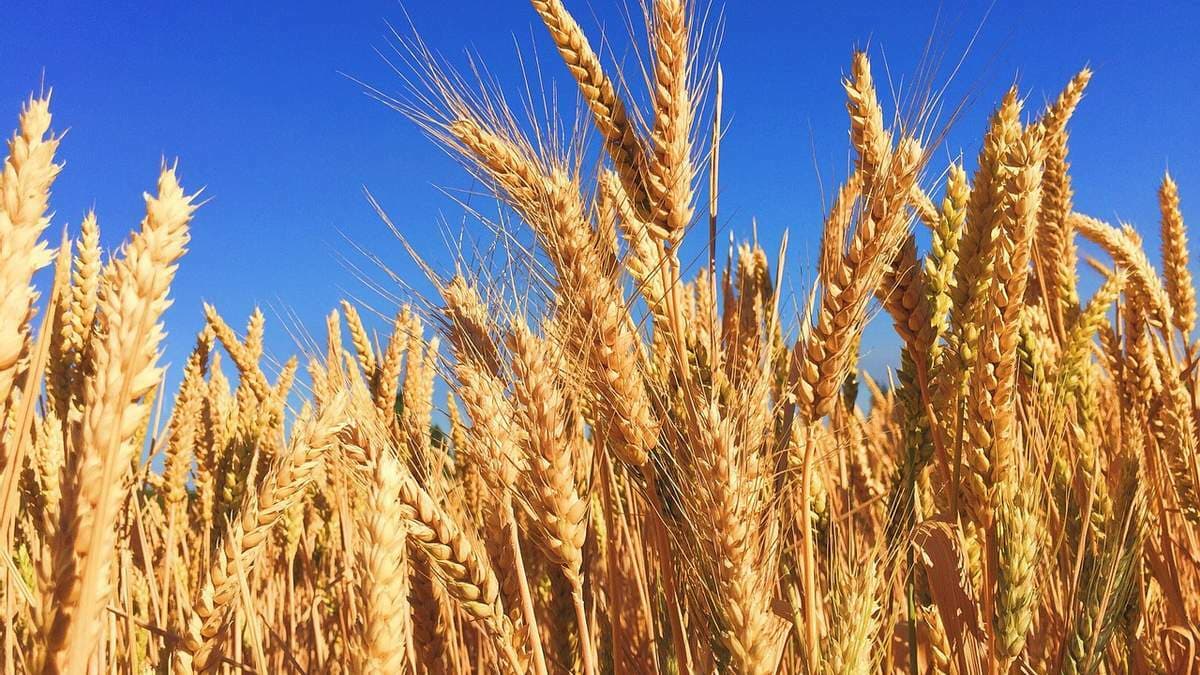 USDA/FAS očekuje da će izvoz pšenice iz Srbije porasti na 1,7 miliona tona u marketinškoj godini 202
